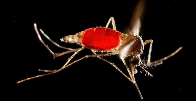 Febre amarela urbana é transmitida pelo mosquito Aedes aegypti; não há surtos desse tipo desde a década de 1940