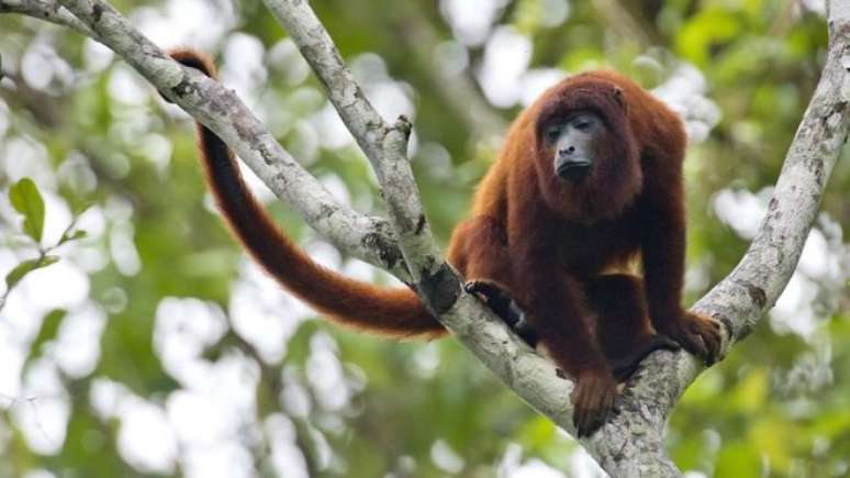 Macacos servem de hospedeiros do vírus da doença