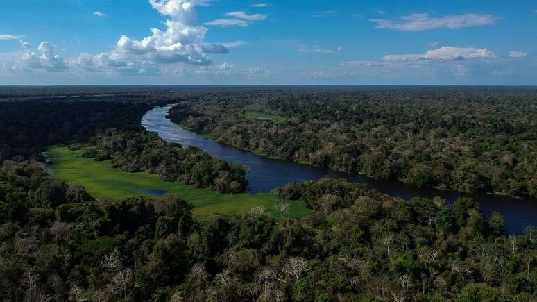 Surto recente de febre amarela foi caracterizado pela transmissão silvestre da doença, por insetos do gênero Haemagogus e Sabethes