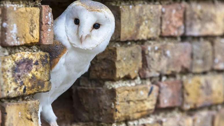 Houve um aumento de crimes envolvendo roubo de aves de ca&ccedil;a no Reino Unido