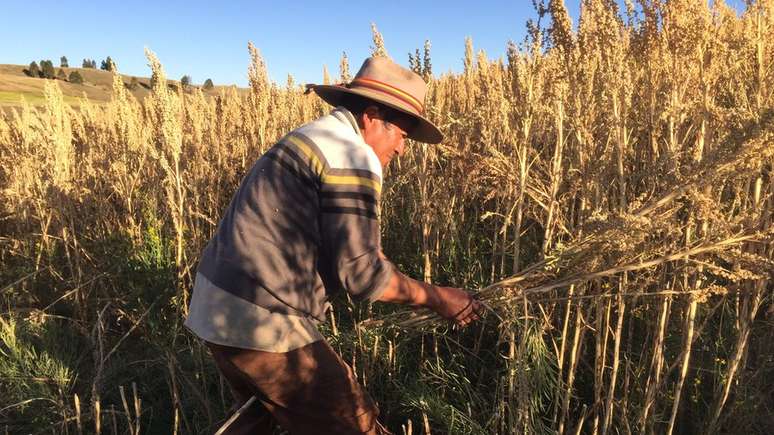 Rodrigo Cisneros cresceu comendo quinoa, mas passou a vender o grão recentemente e já viu a vida melhorar no Peru