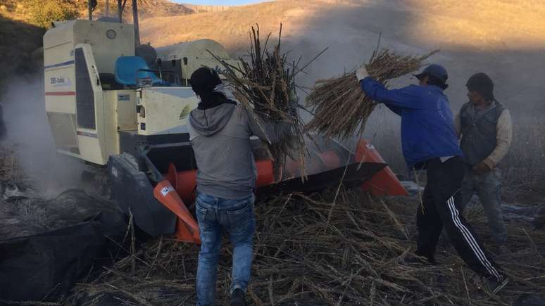 O genoma da quinoa foi mapeado e o grão já está sendo plantado em outros países