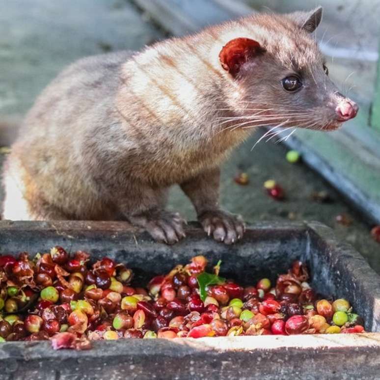 Os grãos do café Kopi Luwak foram comidos, parcialmente digeridos e depois defecados pelo civeta de palmeira asiática