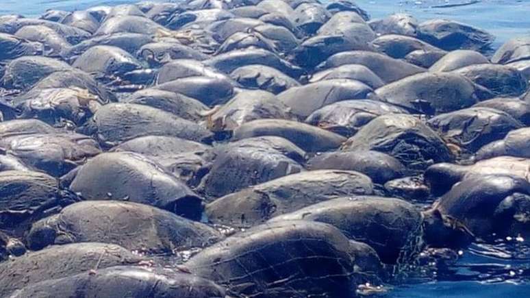 Depois de se enroscarem em rede de pesca ilegal, centenas de tartarugas com risco de extinção morrem no México