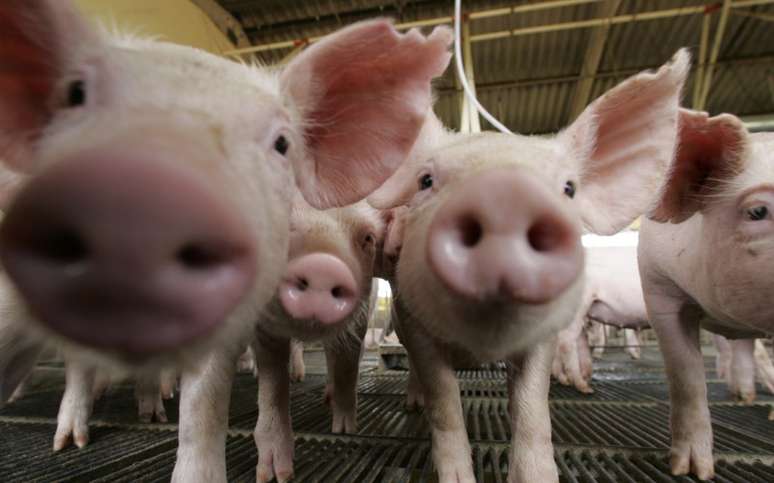 Porcos em fazenda em Lucas do Rio Verde, Mato Grosso, Brasil
28/02/2008
REUTERS/Paulo Whitaker