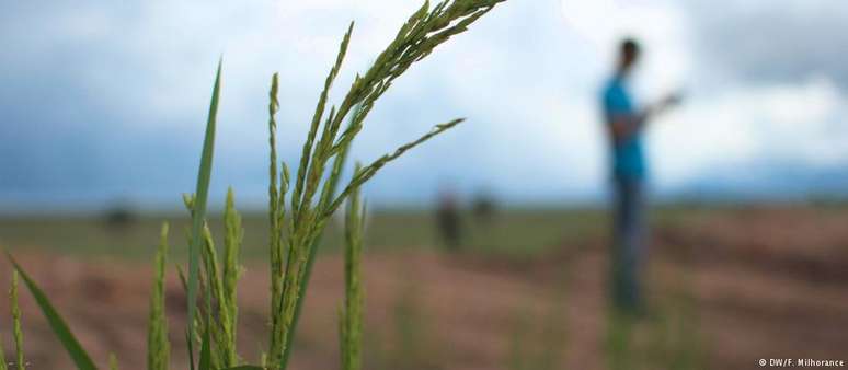 Mais de 3 bilhões de pessoas em todo o mundo dependem de culturas básicas como o arroz