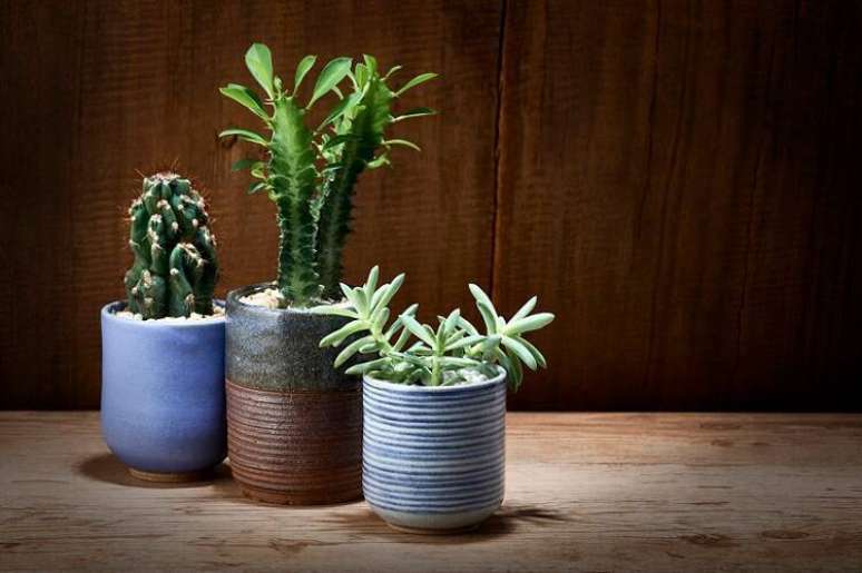 Cactos: +60 Modelos e Dicas para Sua Decoração