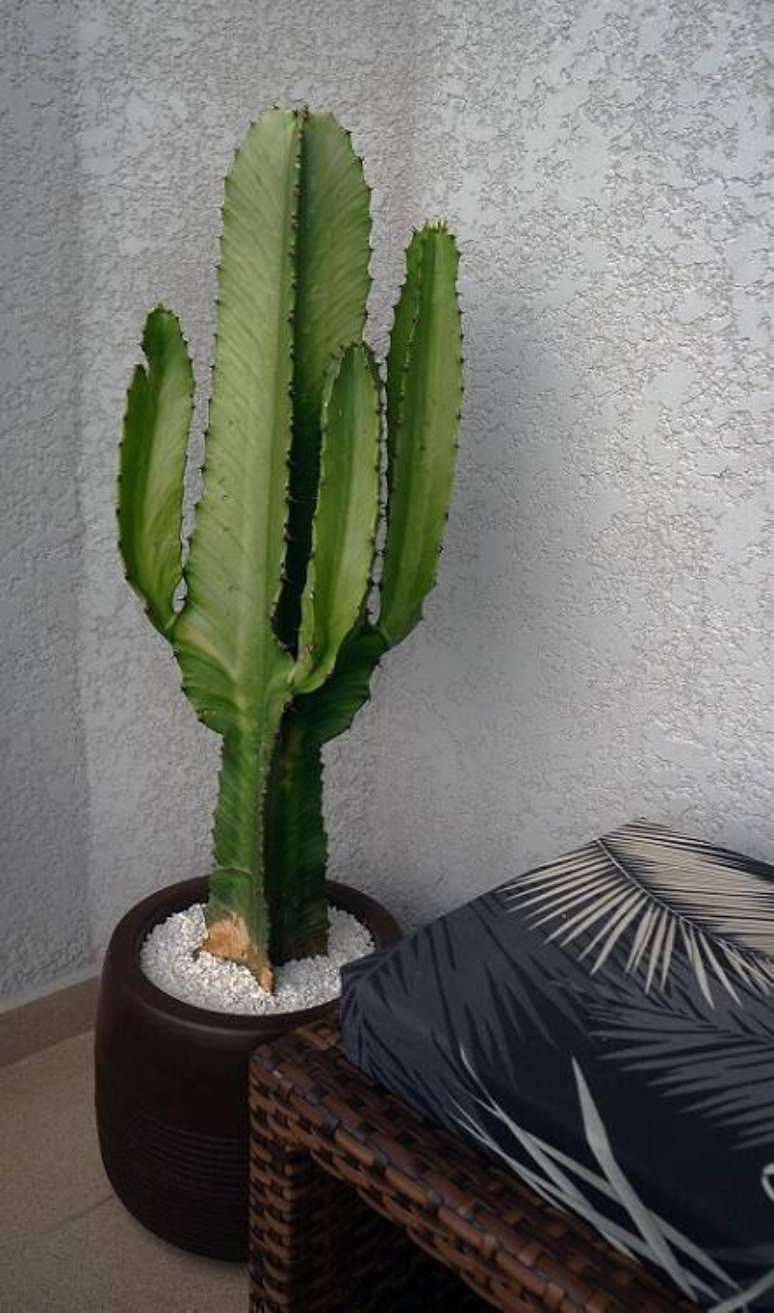 16. O cacto cabe em qualquer cantinho, completando os ambientes. Projeto por Erica Souza.