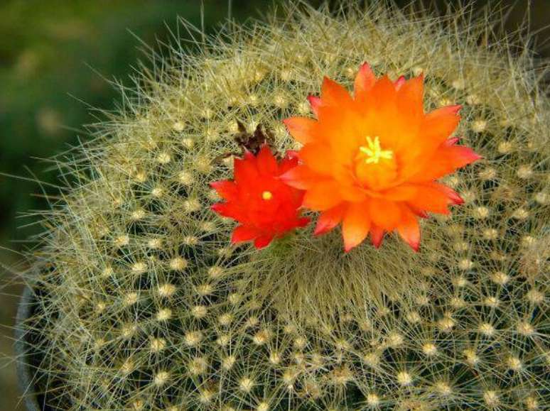 4. Um tipo de flor de cacto com cores de encher os olhos.