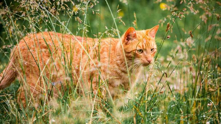 A cidade de Omaui quer proteger a fauna local dos gatos que andam soltos