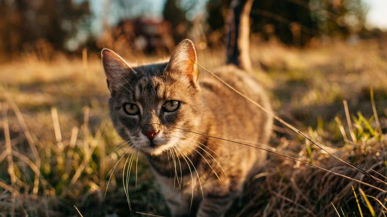 Gatos causaram extinsão de diversas espécies nativas na Austrália e na Nova Zelândia