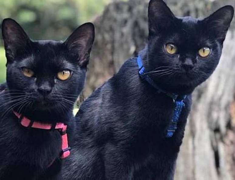 Gatos da raça Bombay que atuam na próxima novela da Globo 'O Sétimo Guardião'.