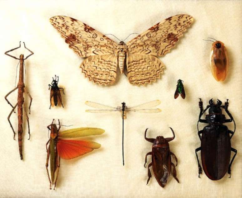 Perda de coleções de insetos abrigadas pelo Museu podem prejudicar pesquisas para além do Brasil
