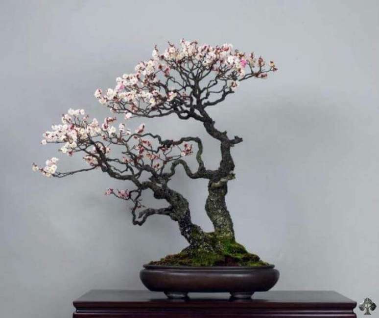 27. Bonsai com flores brancas. Foto de Bonsai Empire
