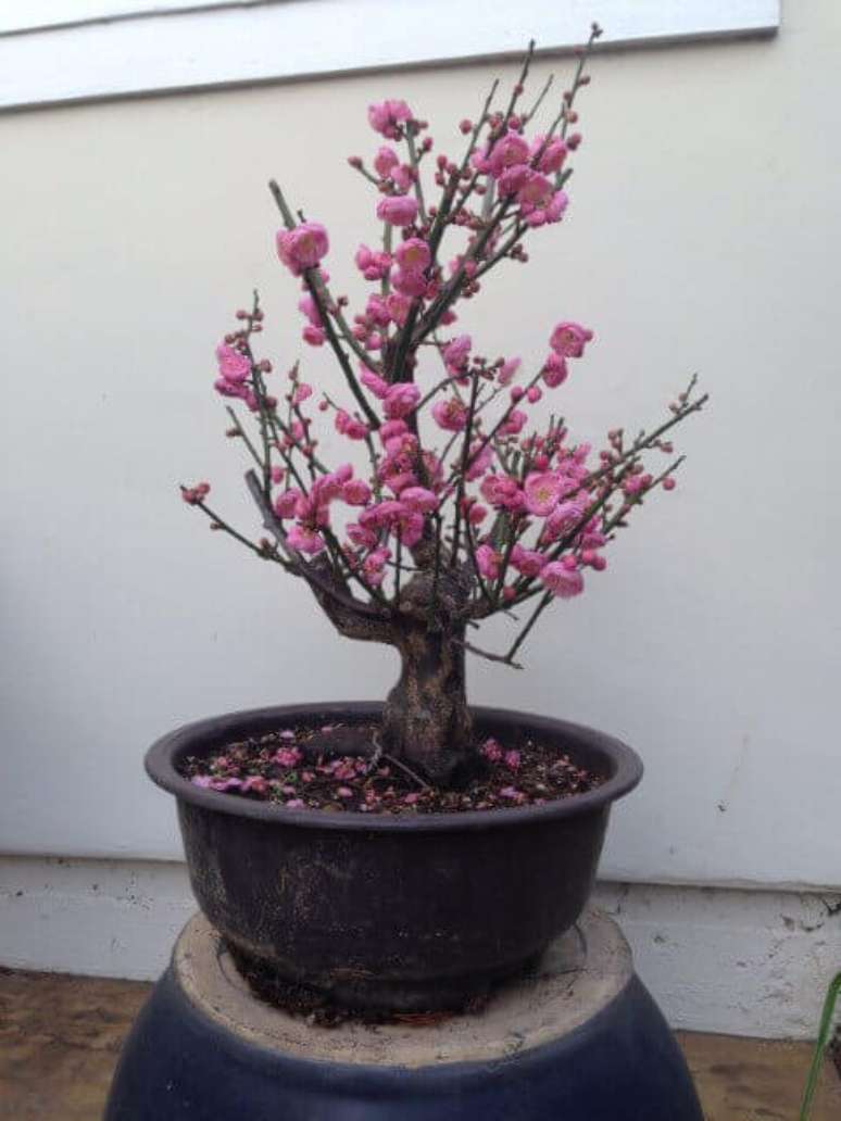18. Bonsai bem podado com flores cor de rosa. Foto de Camaioni