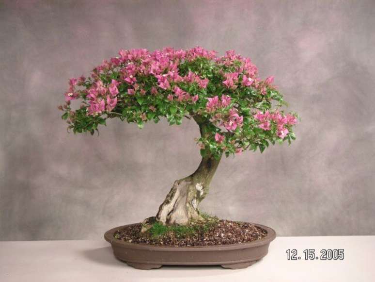 23. Bonsai com flore cor de rosa. Foto de The Pinsta