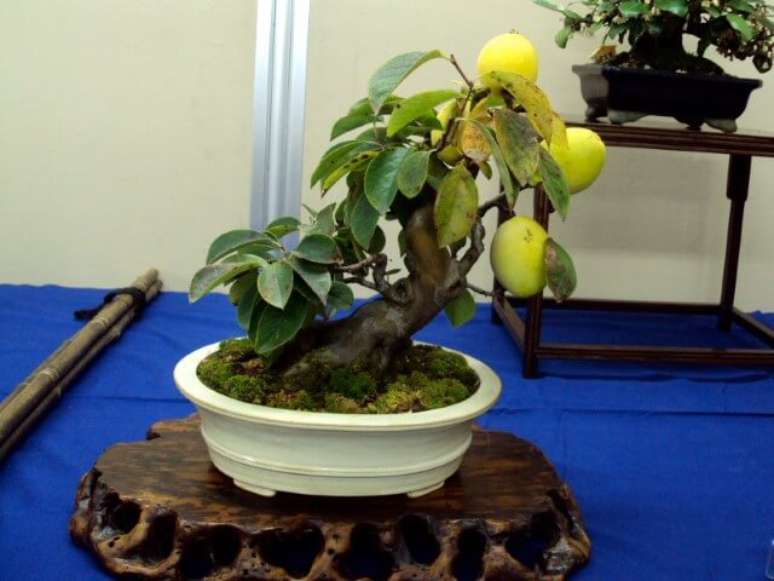 4. Existem muitos tipos de bonsai de frutas