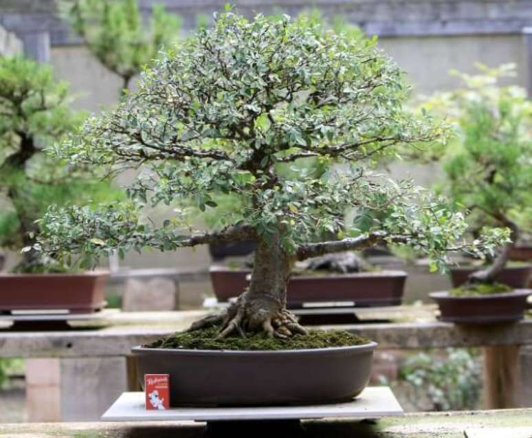 5. Bonsai com galhos laterais grandes. Foto de Australian Bonsai Gallery