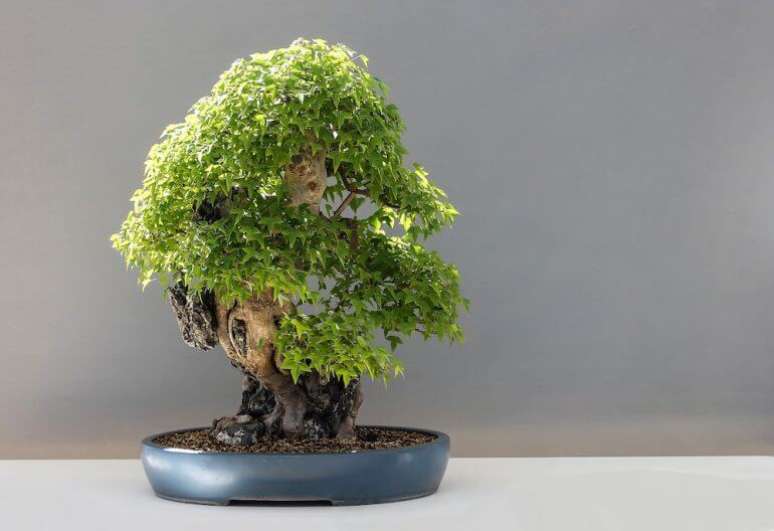 13. Para ter um bonsai com tronco grosso como esse, descubra como cuidar de bonsai. Foto de Muy Interesante