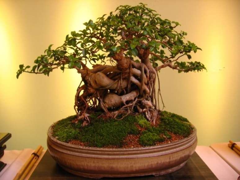 2. Os bonsais são muito bonitos e acrescentam charme à decoração. Foto de Bonsai Tree Gardener
