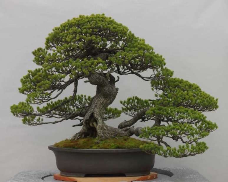 8. Um bonsai bem cuidado fica com a aparência similar à da árvore de tamanho normal. Foto de Galveston
