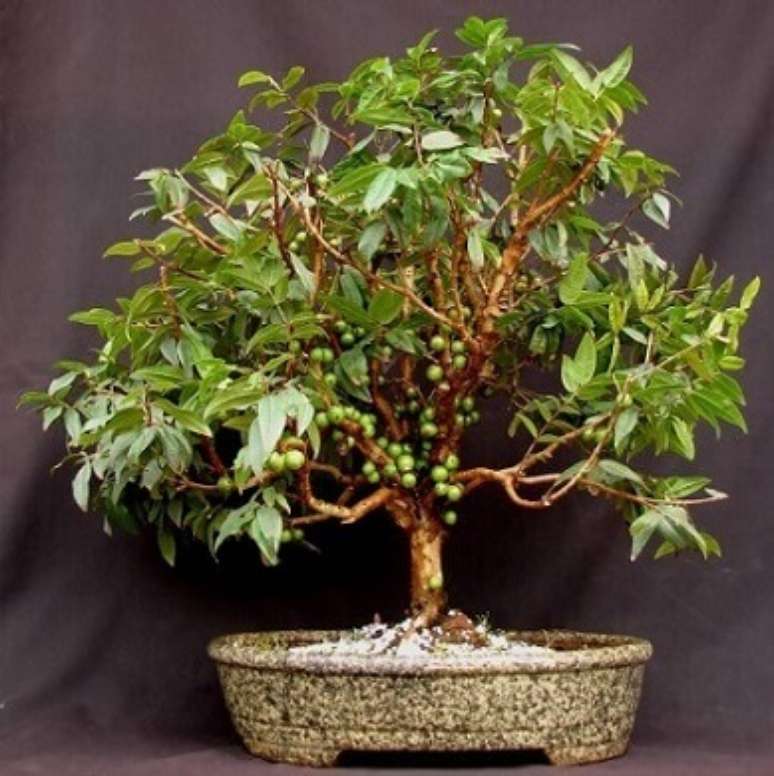 15. O bonsai de jabuticaba ainda verde. Foto de Pinterest