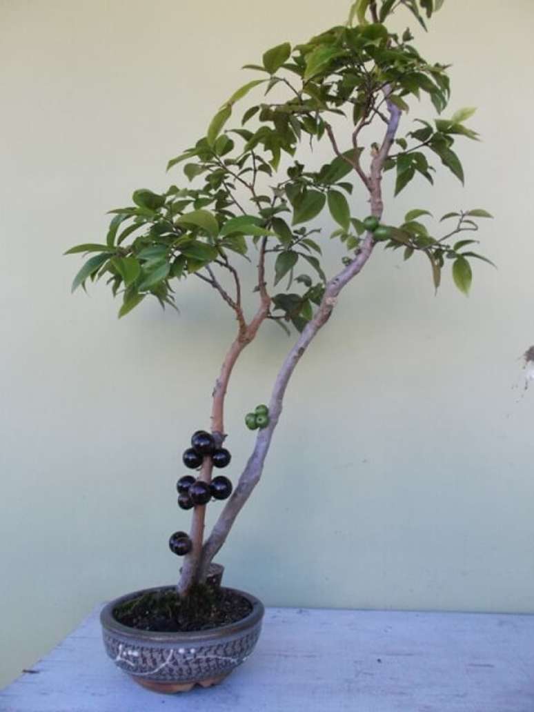 26. Bonsai de jabuticaba. Foto de Bonsai Empire