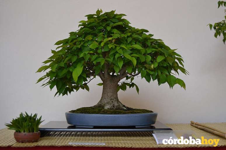 3. O bonsai nada mais é do que uma mini árvore. Foto de Córdoba Hoy