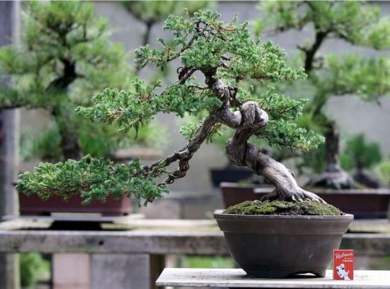 1. Existem vários tipos de bonsai para você usar na sua casa. Foto de Australian Bonsai Gallery