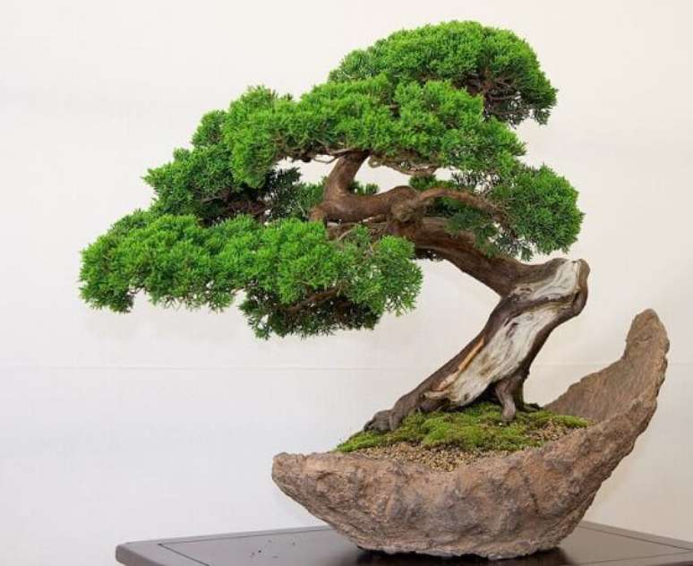 16. O bonsai sobre pedra precisa dos mesmos cuidados. Foto de Stratikopoulos