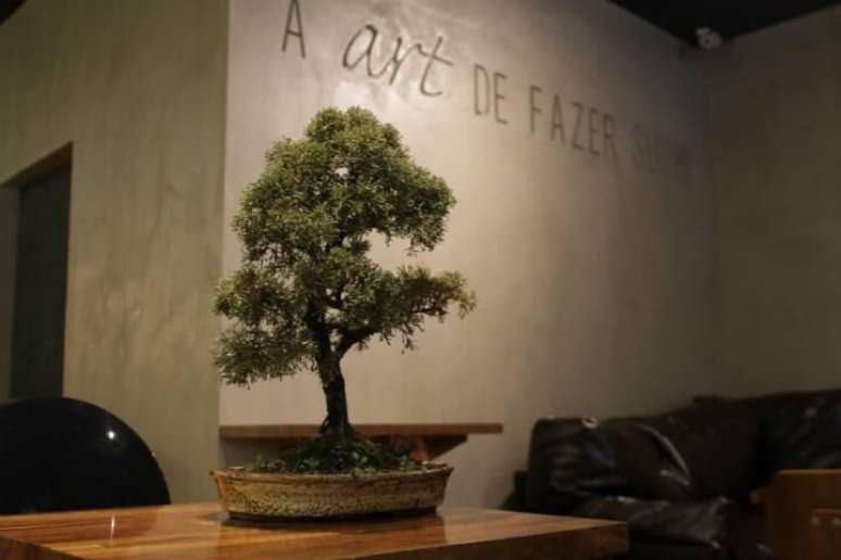 14. Mesmo que o bonsai fique no ambiente interno, é importante que ele pegue sol diariamente. Foto de Gabriela Herde