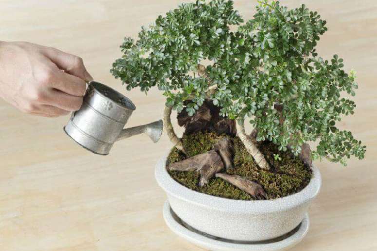 11. A rega é parte essencial de como cuidar de bonsai. Foto de Bonsai Oasis
