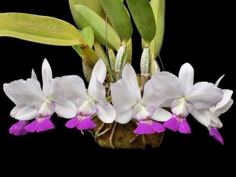 16–Orquídea branca e lilás.
