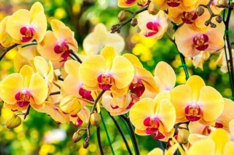 17 –Orquídeas amarelas com detalhes em vermelho.