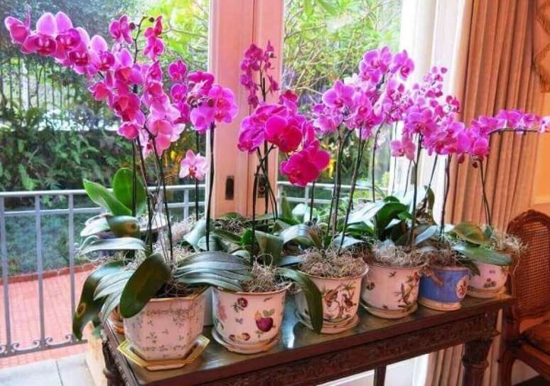 23-Coleção de orquídeas em cachepots.