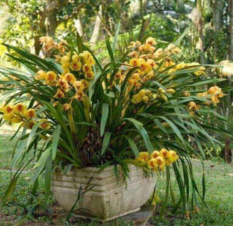 8- Vaso grande com orquídeas.