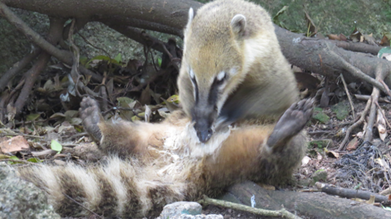 Quatis pesquisados usam patas, boca, nariz e dentes para aplicar sab&atilde;o na regi&atilde;o genital e na cauda
