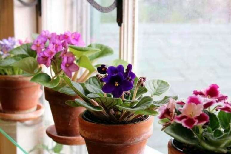 5- A violeta é uma planta ornamental muito utilizada para compor ambientes e enfeitar janelas.