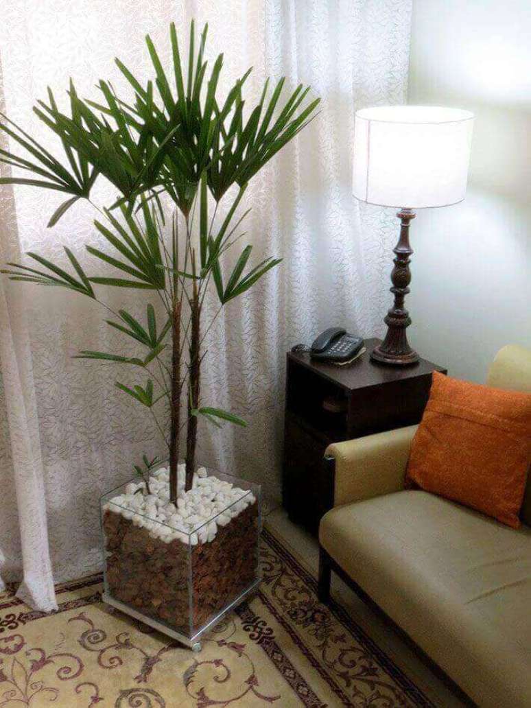 1- A Palmeira ráfia é uma das espécies mais utilizadas para decorar o interior da casa.