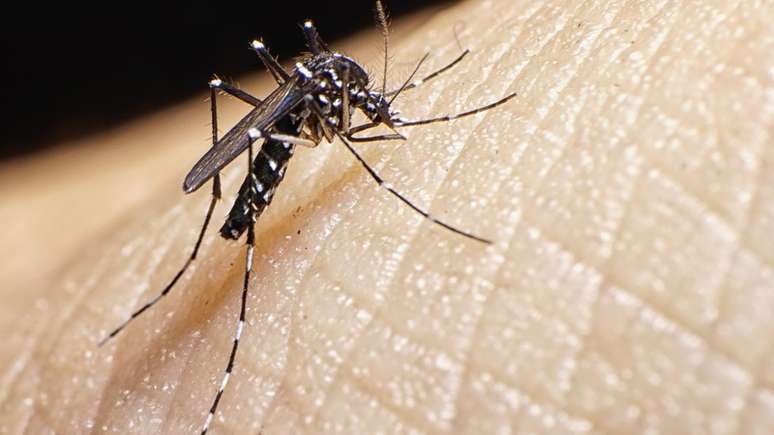 Mosquito Aedes aegypti é transmissor da febre amerala e dos vírus zika, dengue e Chikungunya