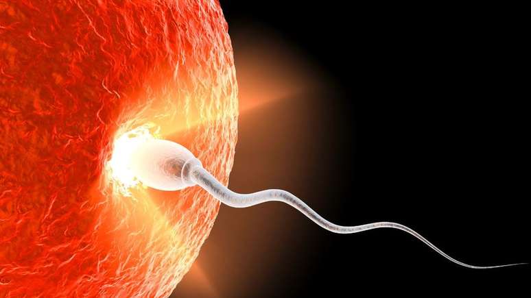 Quantidade de espermatozoides carregada pelo sêmen pode variar enormemente