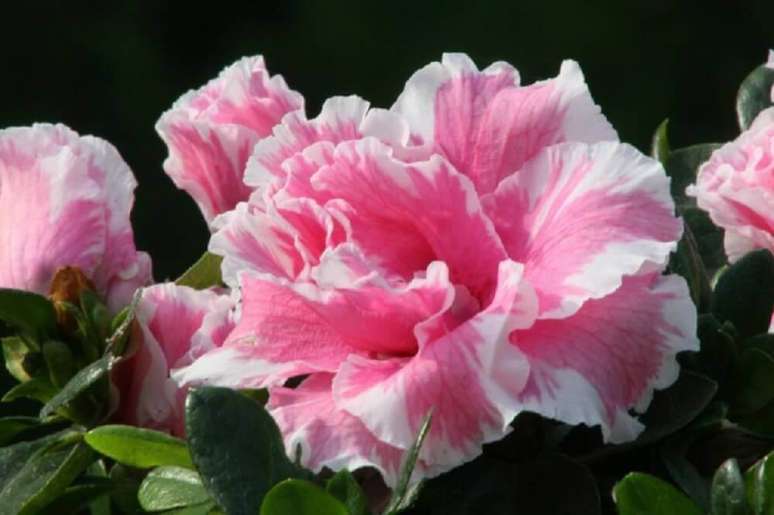 4. A azal&eacute;ia s&atilde;o tipos de flores que se adaptam bem ao inverno