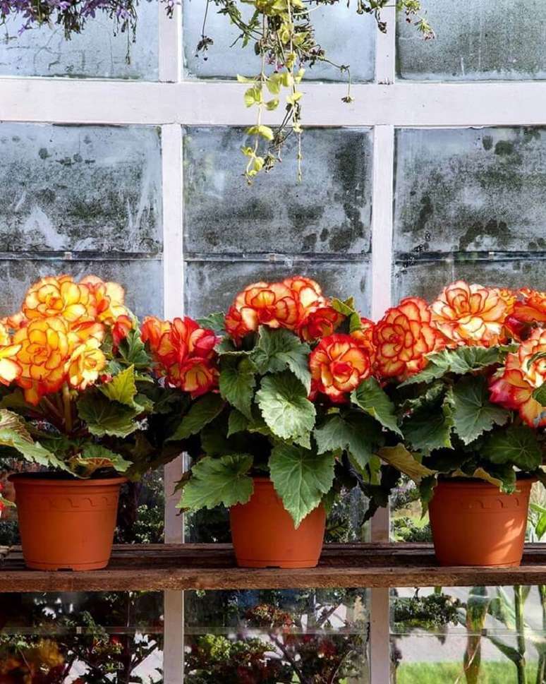 8. As beg&ocirc;nias s&atilde;o tipos de flores coloridas lindas para auxiliar na decora&ccedil;&atilde;o