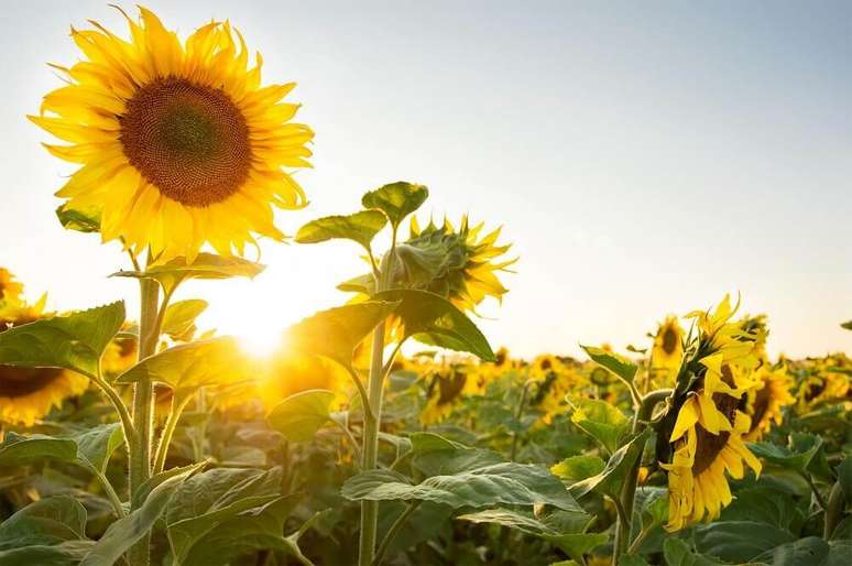 23. O girassol são tipos de flores coloridas que sempre rendem lindas fotos de plantas