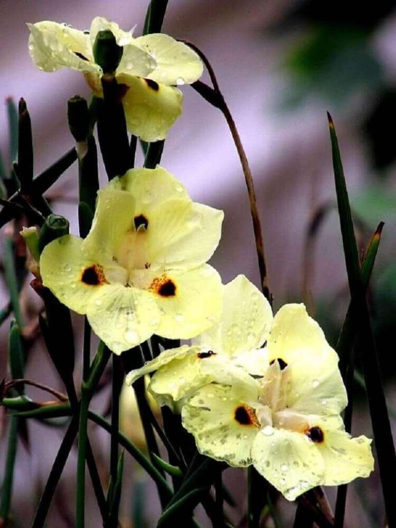 30. A mor&eacute;ia s&atilde;o tipos de plantas consideradas r&uacute;sticas