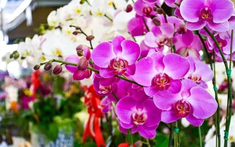 46. O tipo de orquídea mais conhecida é a Phalaenopsis.