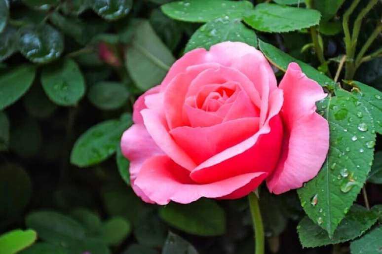 39. A rosa provavelmente é um dos tipos de flores mais conhecida no mundo