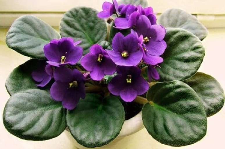 43. A violeta são tipos de flores coloridas muito conhecidas no Brasil