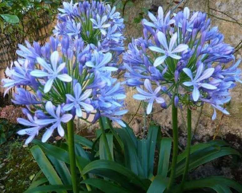 49. O agapanto tamb&eacute;m &eacute; conhecida pelo nome de flores do amor