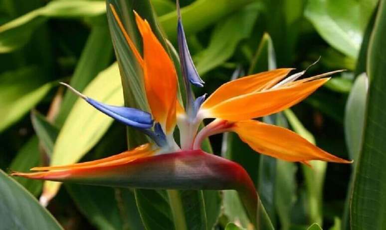 47. A ave-do-paraíso são flores que coloridas que podem chegar a ter até 7 metros.